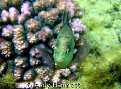Damsel coming in for the kill!  by Andy Hamnett 